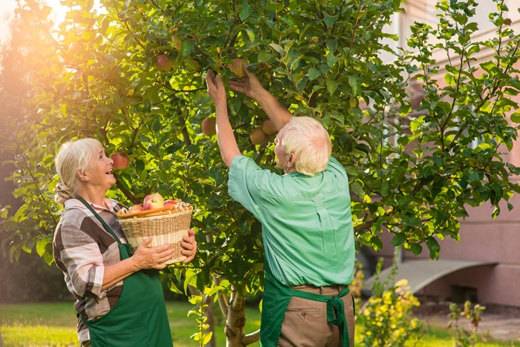 Should You Buy a Stepover Apple Tree